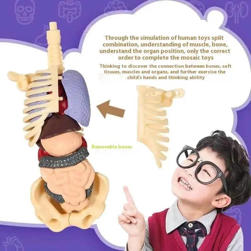  Premium Anatomy Model Trunk 288 Toyland EU -  ToylandEU™