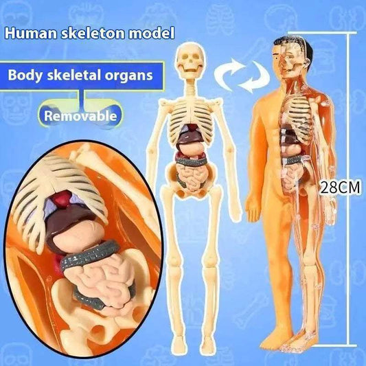  Premium Anatomy Model Trunk 288 Toyland EU -  ToylandEU™