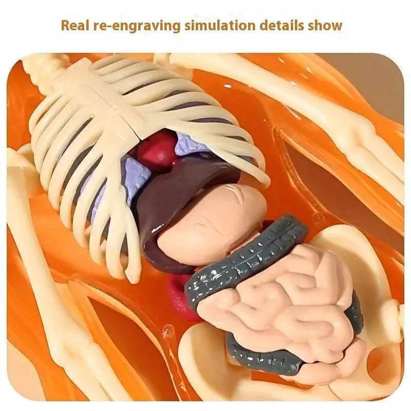  Premium Anatomy Model Trunk 288 Toyland EU -  ToylandEU™