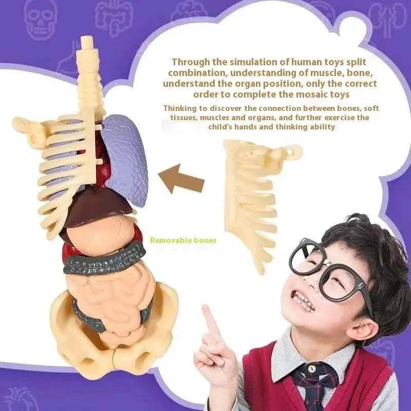  Premium Anatomy Model Trunk 288 Toyland EU -  ToylandEU™