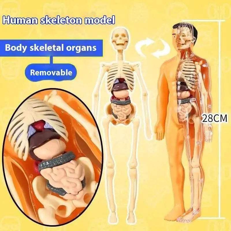 Premium Anatomy Model Trunk 288 Toyland EU -  ToylandEU™
