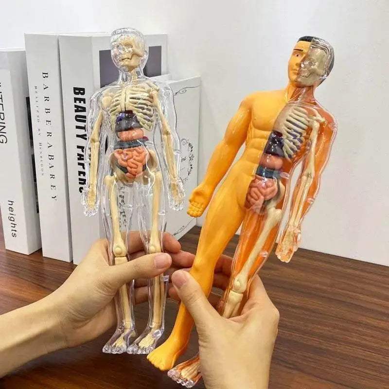  Premium Anatomy Model Trunk 288 Toyland EU -  ToylandEU™