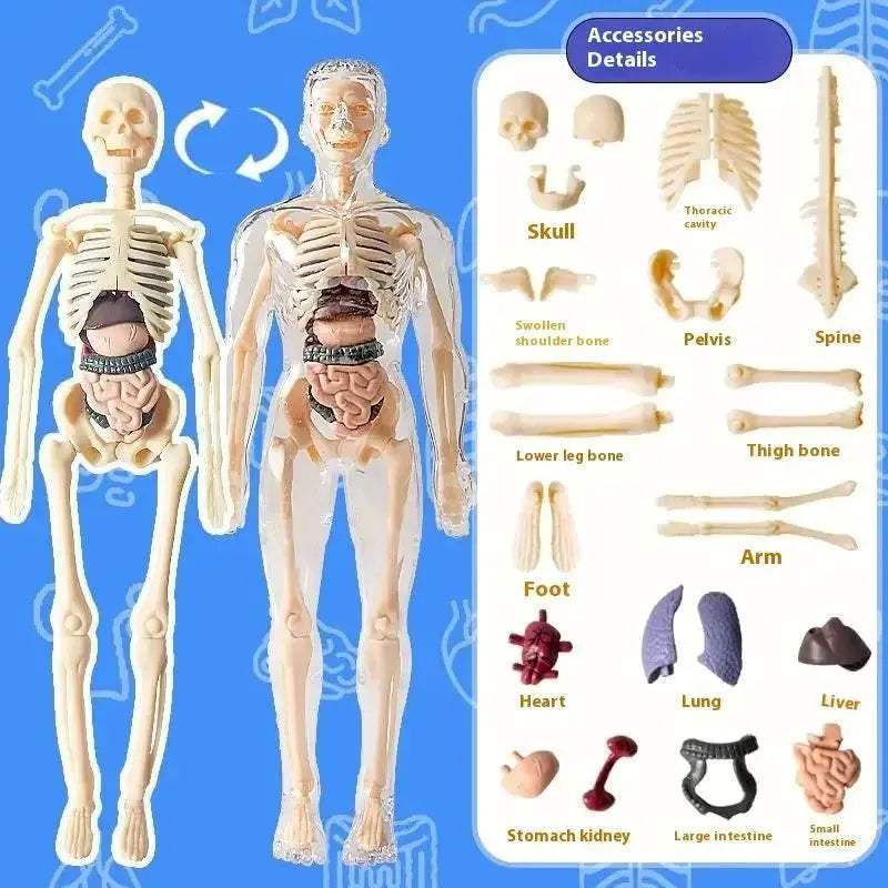  Premium Anatomy Model Trunk 288 Toyland EU -  ToylandEU™