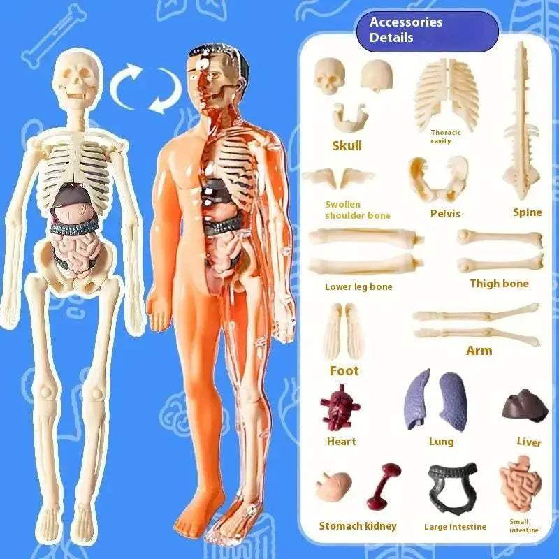  Premium Anatomy Model Trunk 288 Toyland EU -  ToylandEU™