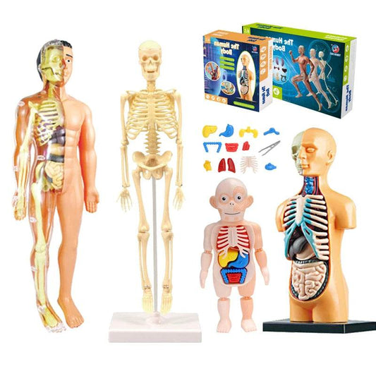 Premium Educational Toy Torso Model 3D For Children - ToylandEU