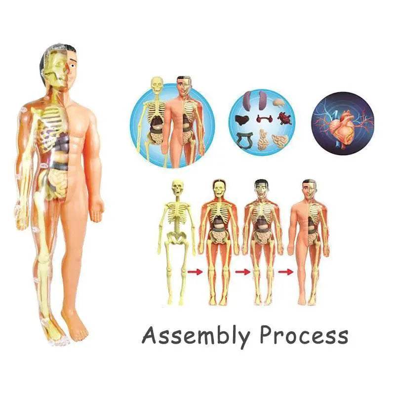 Premium Educational Toy Torso Model 3D For Children - ToylandEU