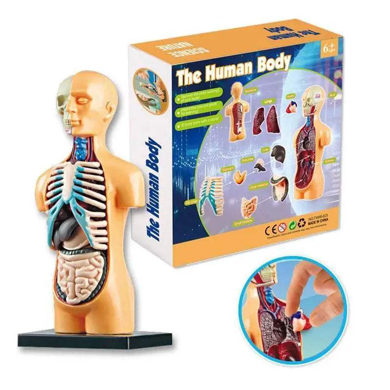 Premium Educational Toy Torso Model 3D For Children - ToylandEU