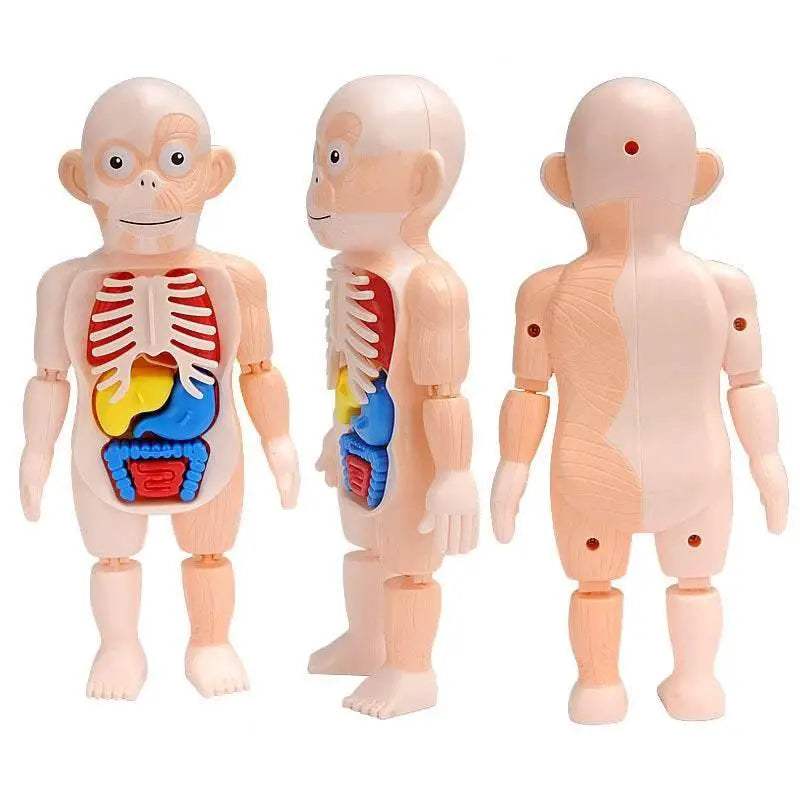 Premium Educational Toy Torso Model 3D For Children - ToylandEU