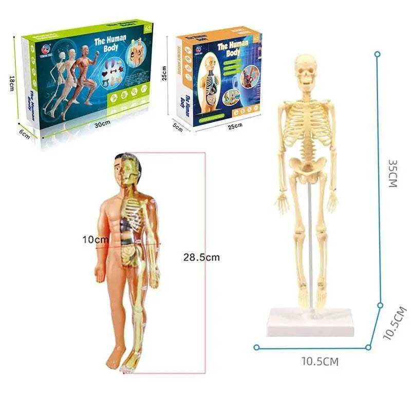 Premium Educational Toy Torso Model 3D For Children - ToylandEU