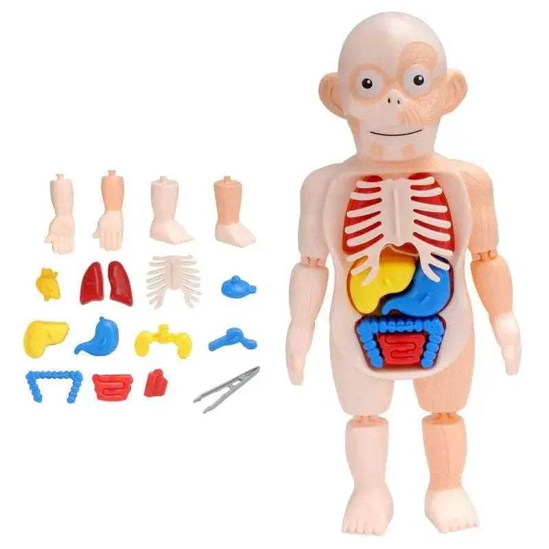 Premium Educational Toy Torso Model 3D For Children - ToylandEU