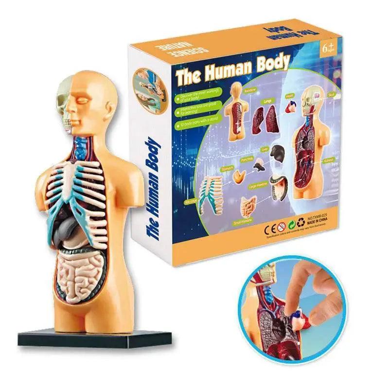  Premium Educational Toy Torso Model 3D Toyland EU -  ToylandEU™