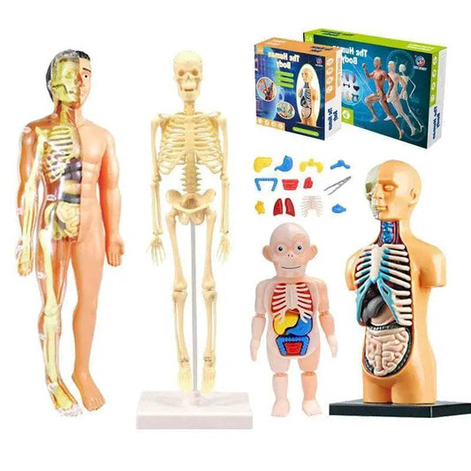  Premium Educational Toy Torso Model 3D Toyland EU -  ToylandEU™