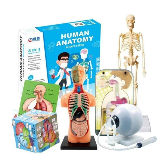 Premium Human Body Model With Removable Torso For Kids - ToylandEU