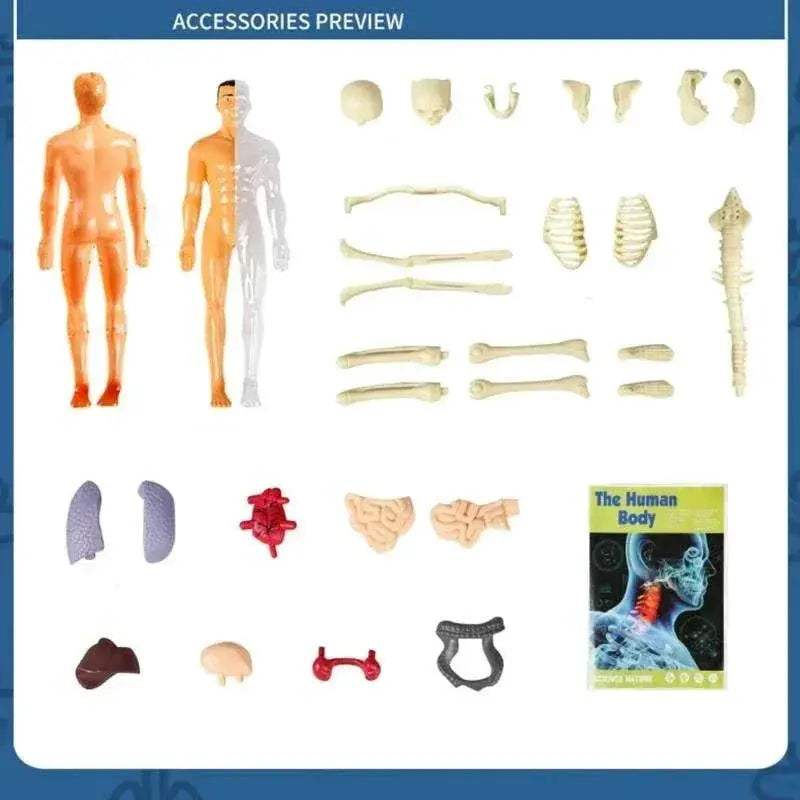  Prime Human Body Model 6 12 Removable Torso Toyland EU -  ToylandEU™