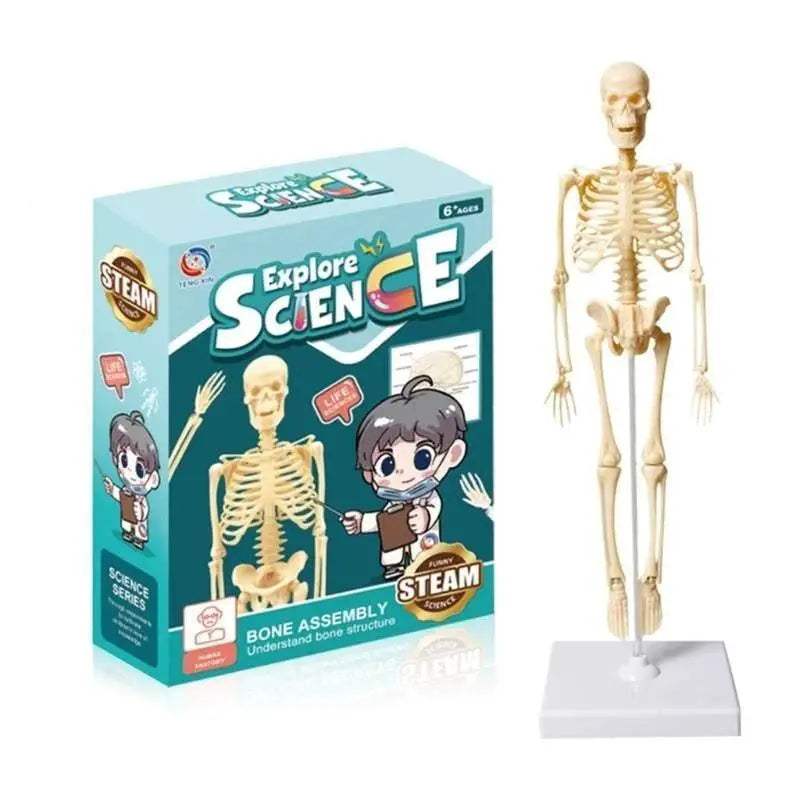  Prime Human Body Model 6 12 Removable Torso Toyland EU -  ToylandEU™