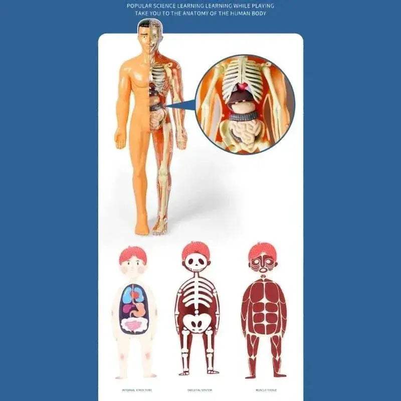  Prime Human Body Model 6 12 Removable Torso Toyland EU -  ToylandEU™