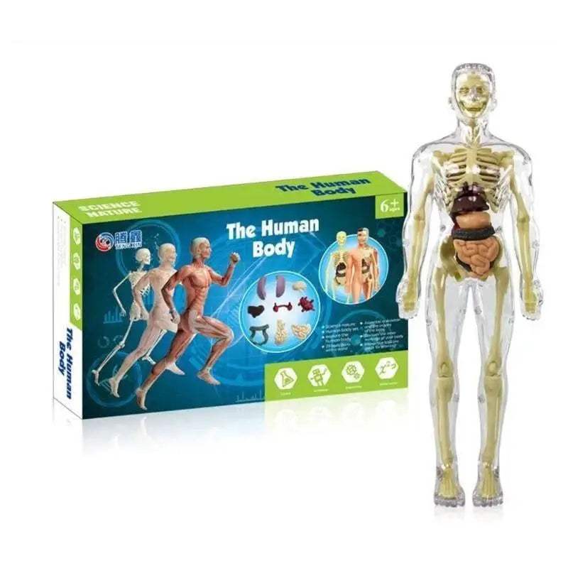  Prime Human Body Model 6 12 Removable Torso Toyland EU -  ToylandEU™