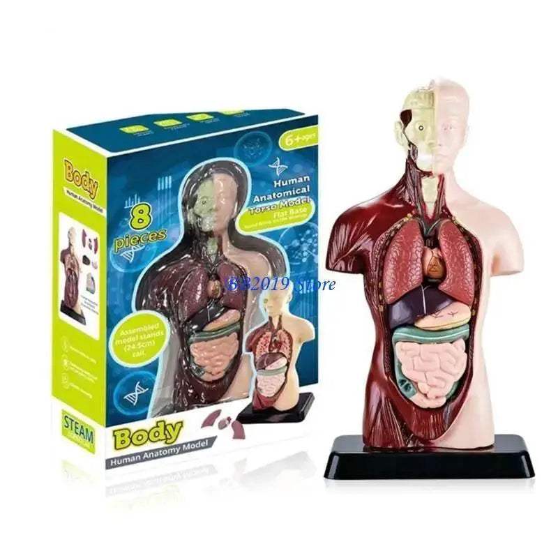  Prime Human Body Model 6 12 Removable Torso Toyland EU -  ToylandEU™