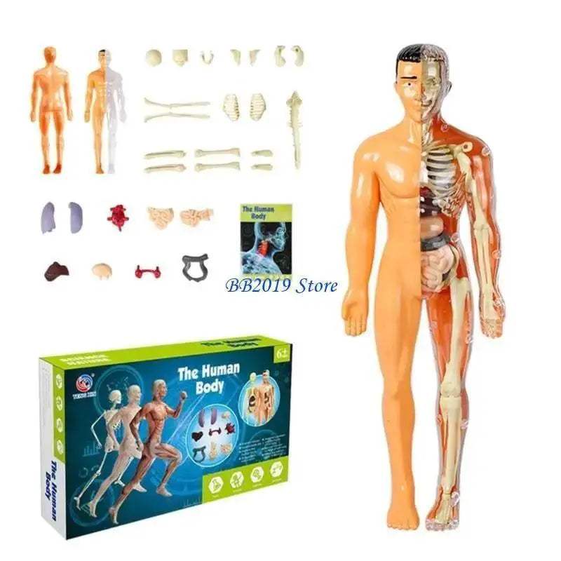  Prime Human Body Model 6 12 Removable Torso Toyland EU -  ToylandEU™
