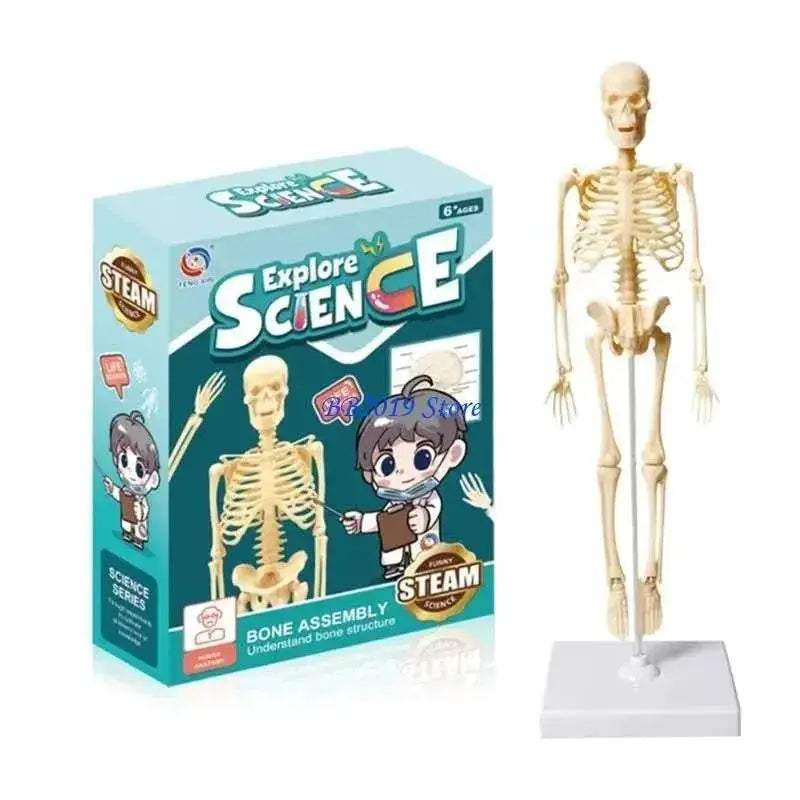  Prime Human Body Model 6 12 Removable Torso Toyland EU -  ToylandEU™