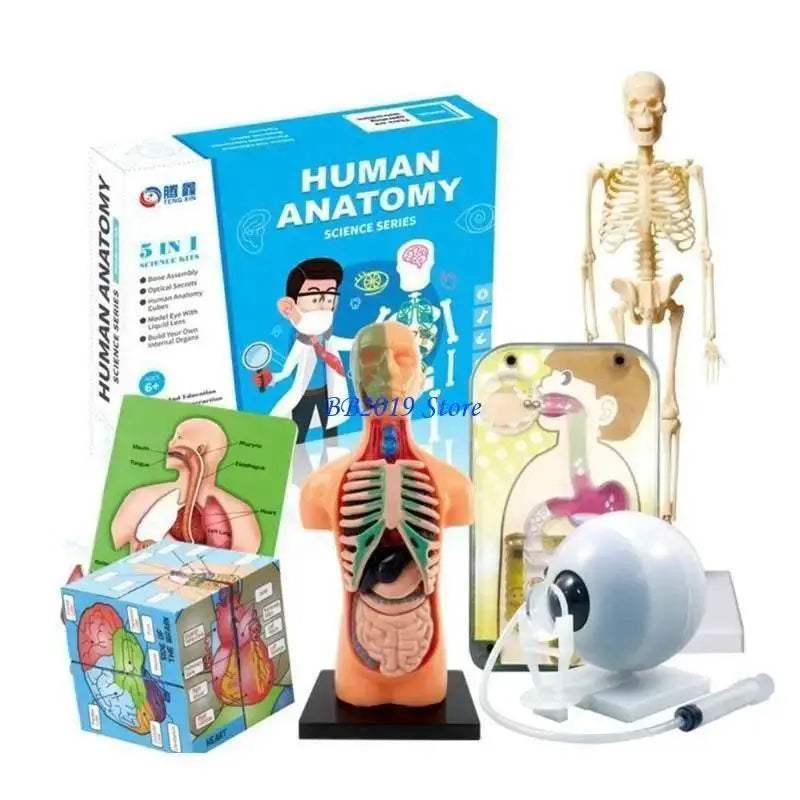  Prime Human Body Model 6 12 Removable Torso Toyland EU -  ToylandEU™