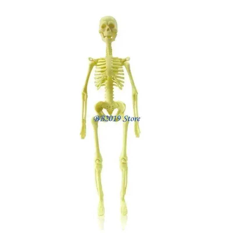  Prime Human Body Model 6 12 Removable Torso Toyland EU -  ToylandEU™