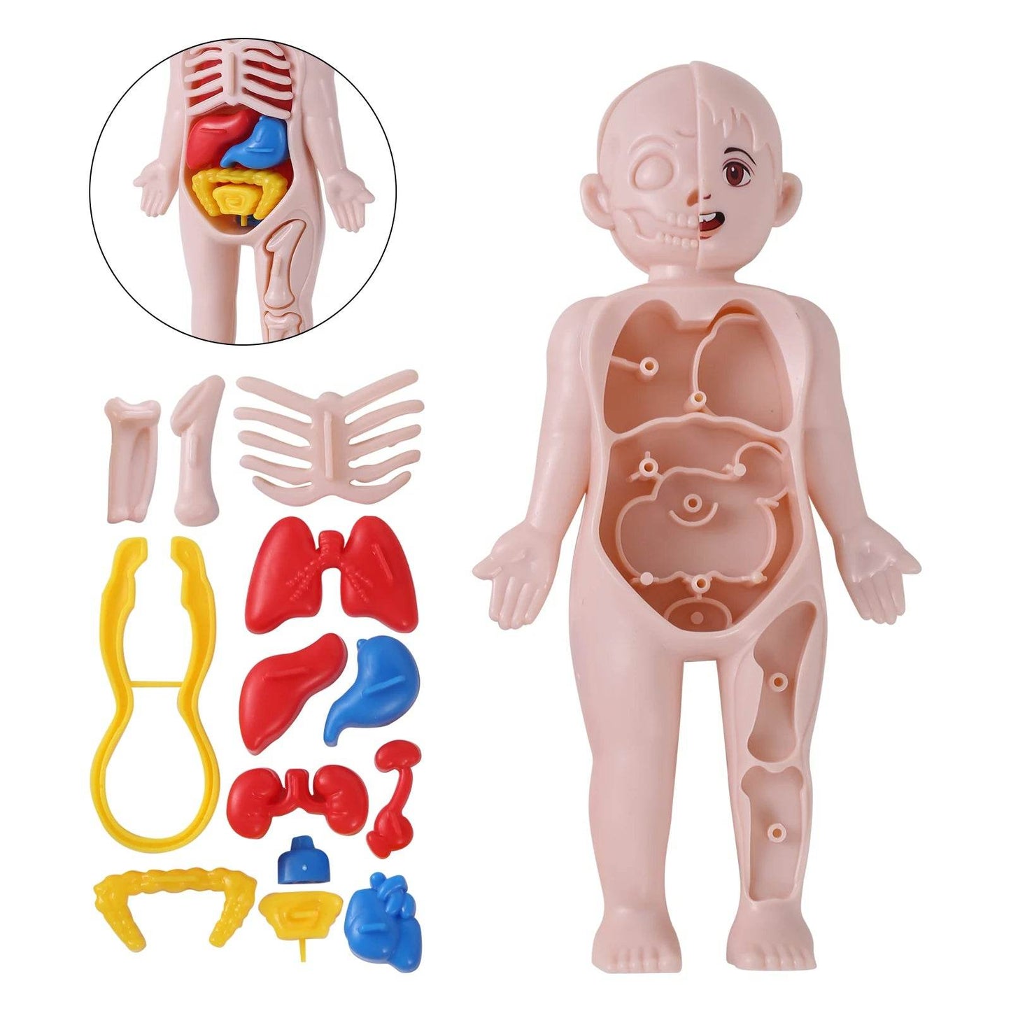Premium Human Organ Model 14 Piece Set For Kids Education - ToylandEU