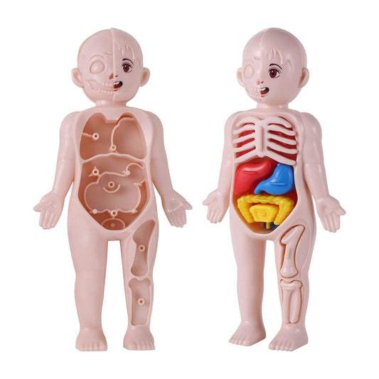 Premium Human Organ Model 14 Piece Set For Kids Education - ToylandEU