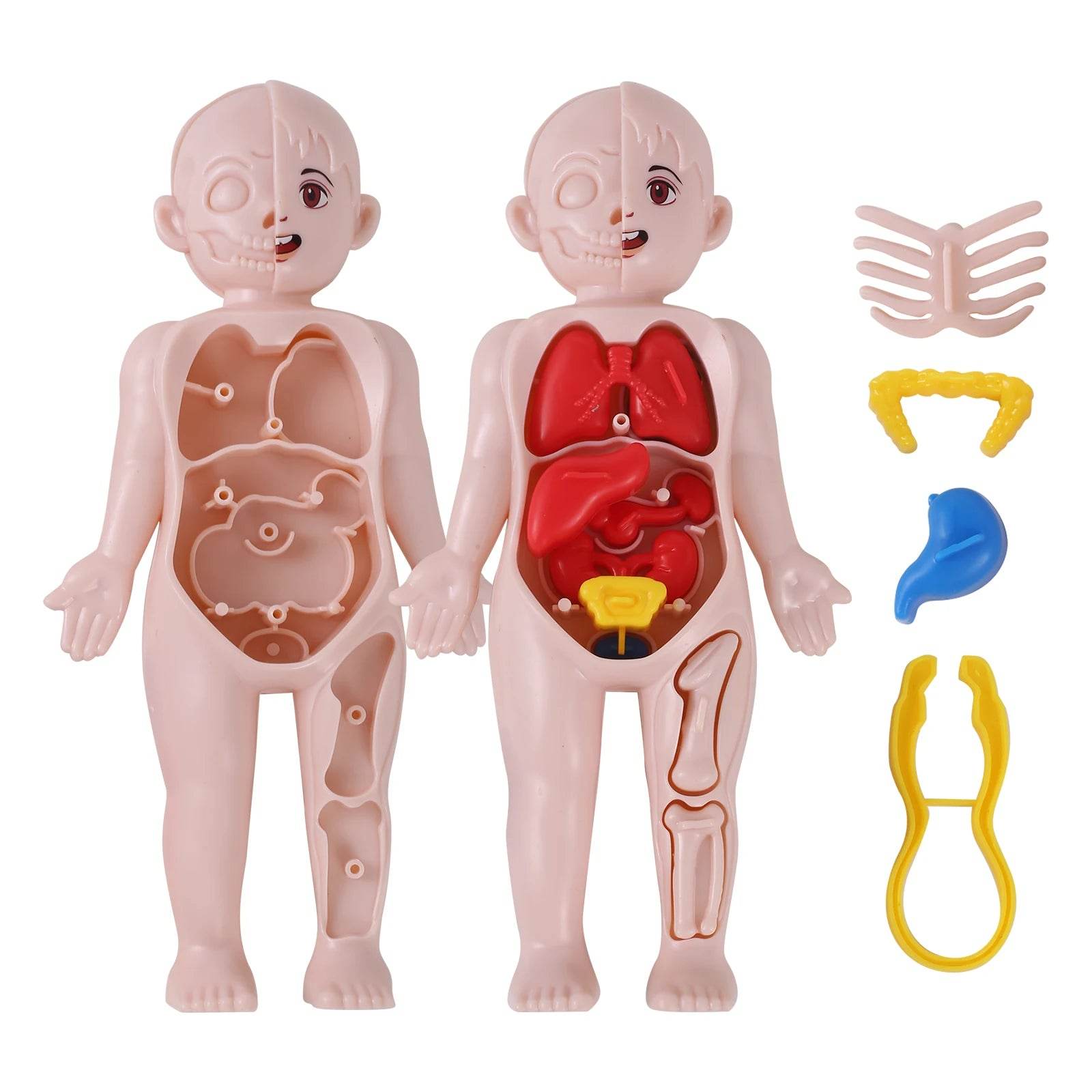 Premium Human Organ Model 14 Piece Set For Kids Education - ToylandEU