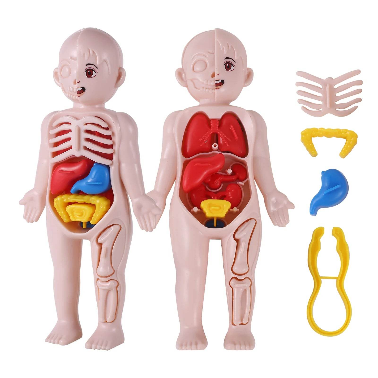 Premium Human Organ Model 14 Piece Set For Kids Education - ToylandEU