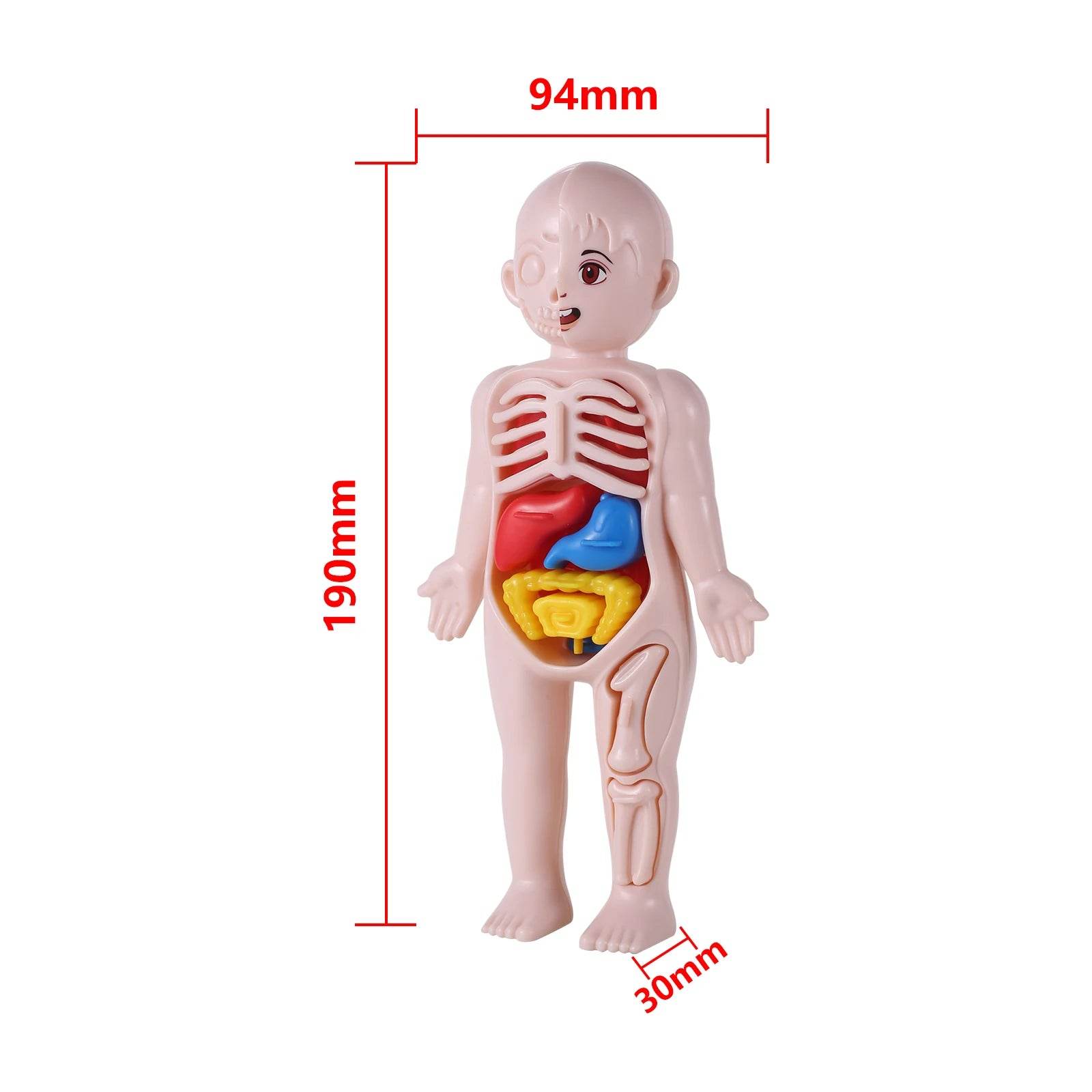 Premium Human Organ Model 14 Piece Set For Kids Education - ToylandEU