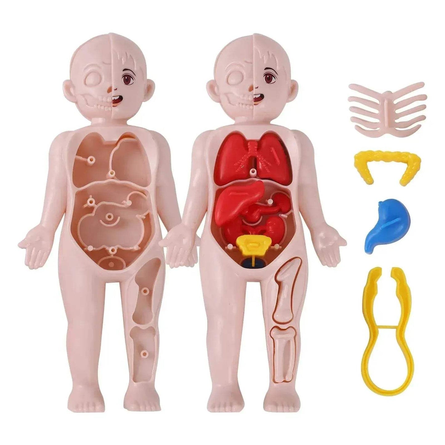  Premium Human Organ Model 14 Piece Set Toyland EU -  ToylandEU™