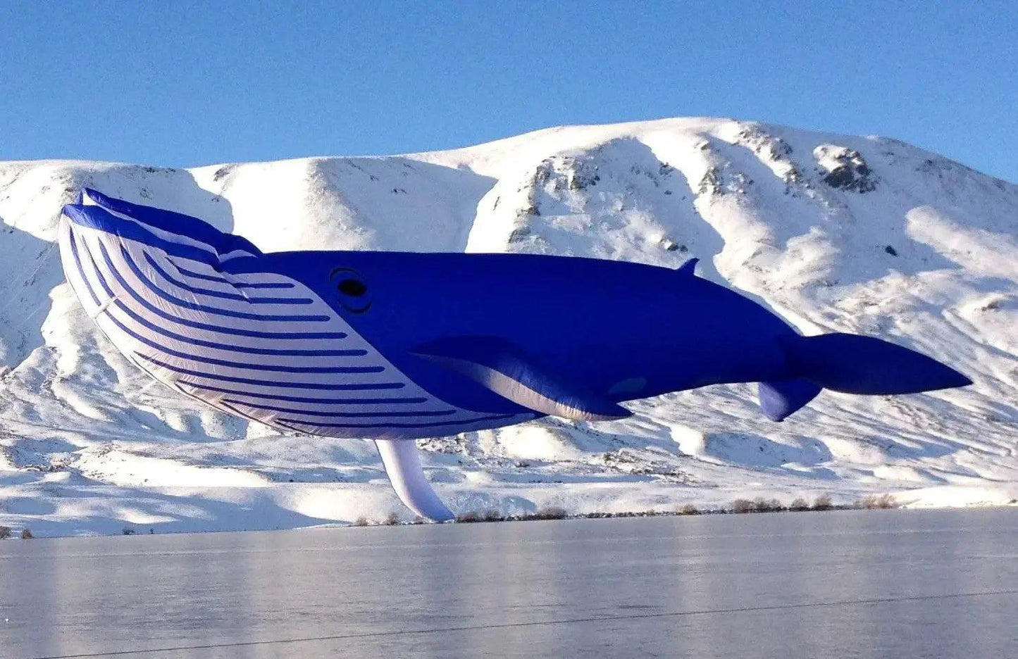  Premium Whale Kite 9M Soft Festival Toyland EU -  ToylandEU™
