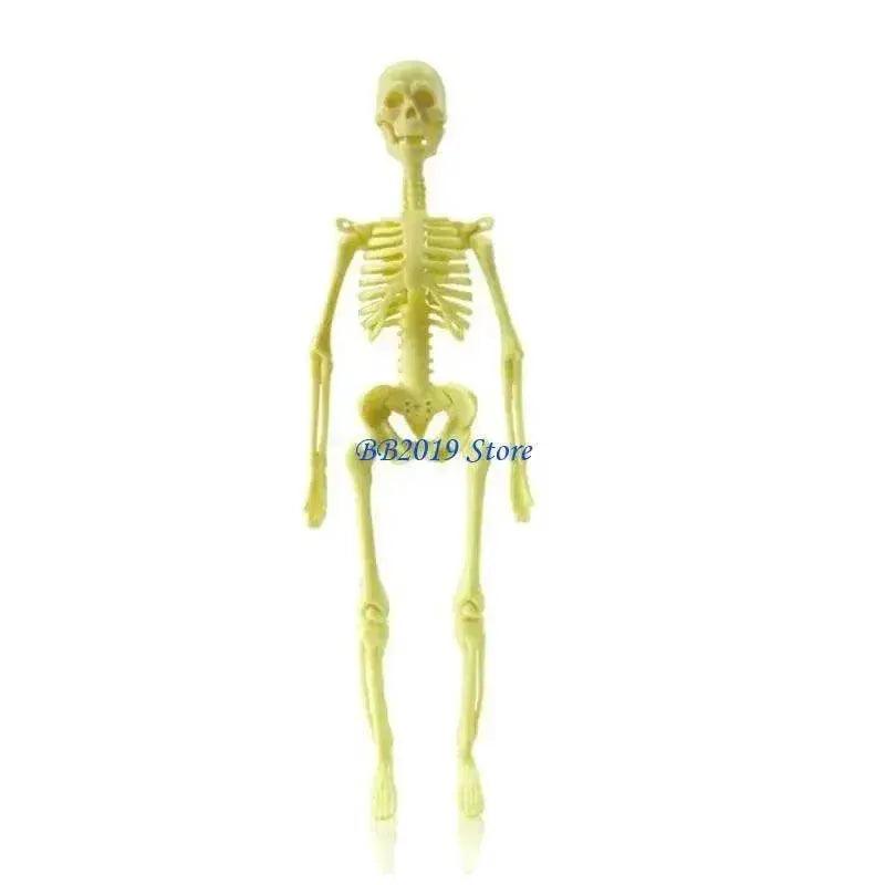  Prime Human Body Model 6 12 Removable Torso Toyland EU -  ToylandEU™