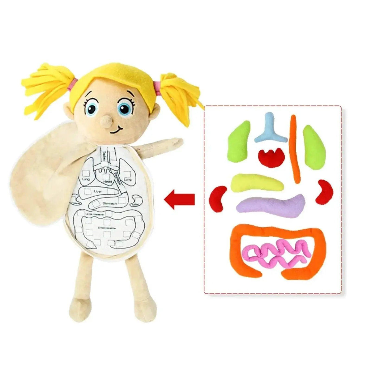  Montessori 3D Human Anatomy Puzzle for Toddlers -  ToylandEU™