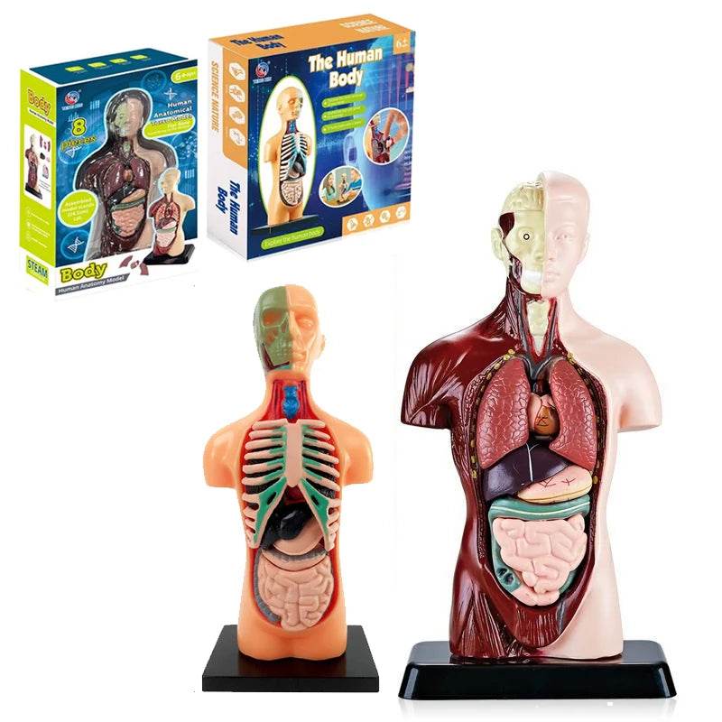 Realistic Anatomy Model With Heart And Brain For Kids - ToylandEU