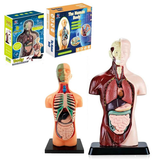Realistic Anatomy Model With Heart And Brain For Kids - ToylandEU