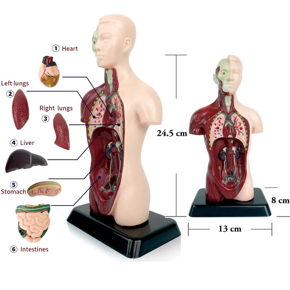 Realistic Anatomy Model With Heart And Brain For Kids - ToylandEU