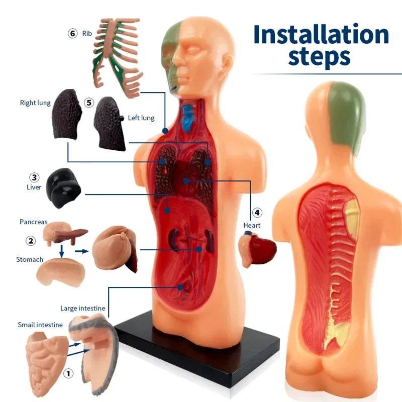 Realistic Anatomy Model With Heart And Brain For Kids - ToylandEU