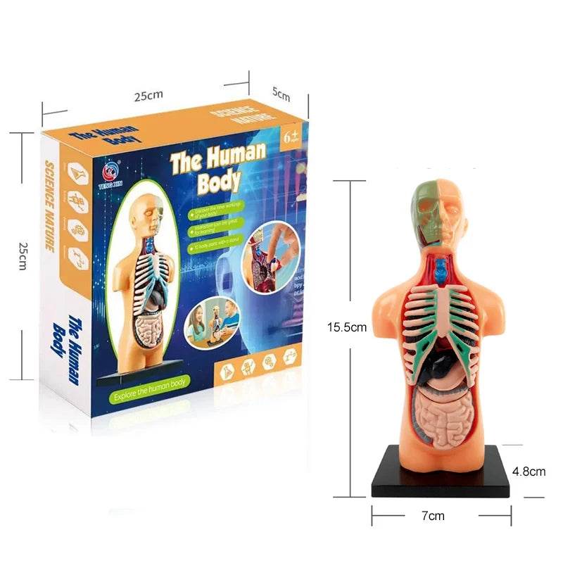 Realistic Anatomy Model With Heart And Brain For Kids - ToylandEU