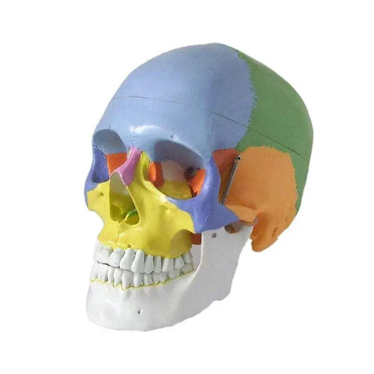  Realistic Human Anatomy Skull Model For Teaching PVC -  ToylandEU™