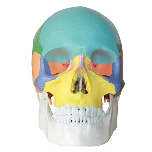  Realistic Human Anatomy Skull Model For Teaching PVC -  ToylandEU™