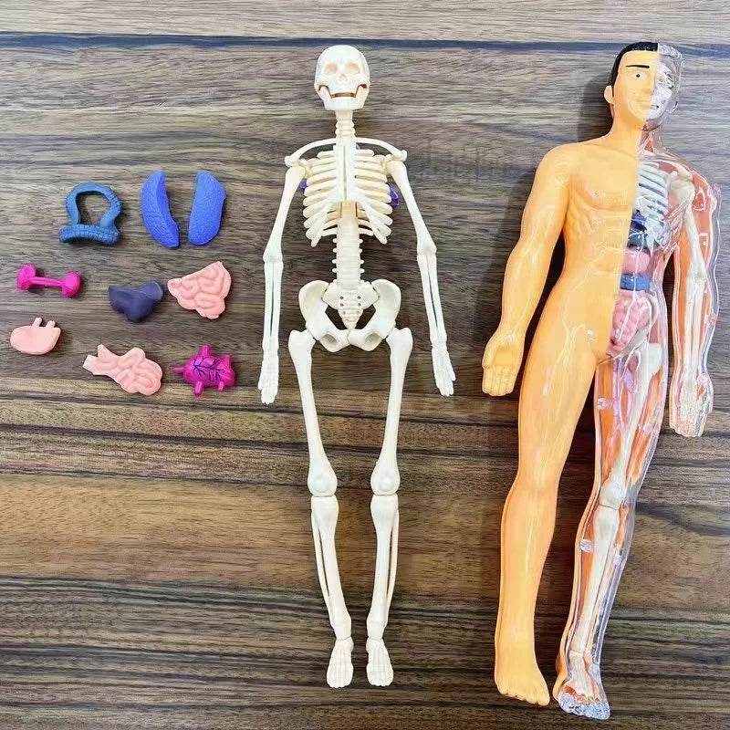 3D Human Body Torso Model for Kid Anatomy Skeleton Removable Simulation Organ and Skeleton Detachable Bone Body Education Models - ToylandEU
