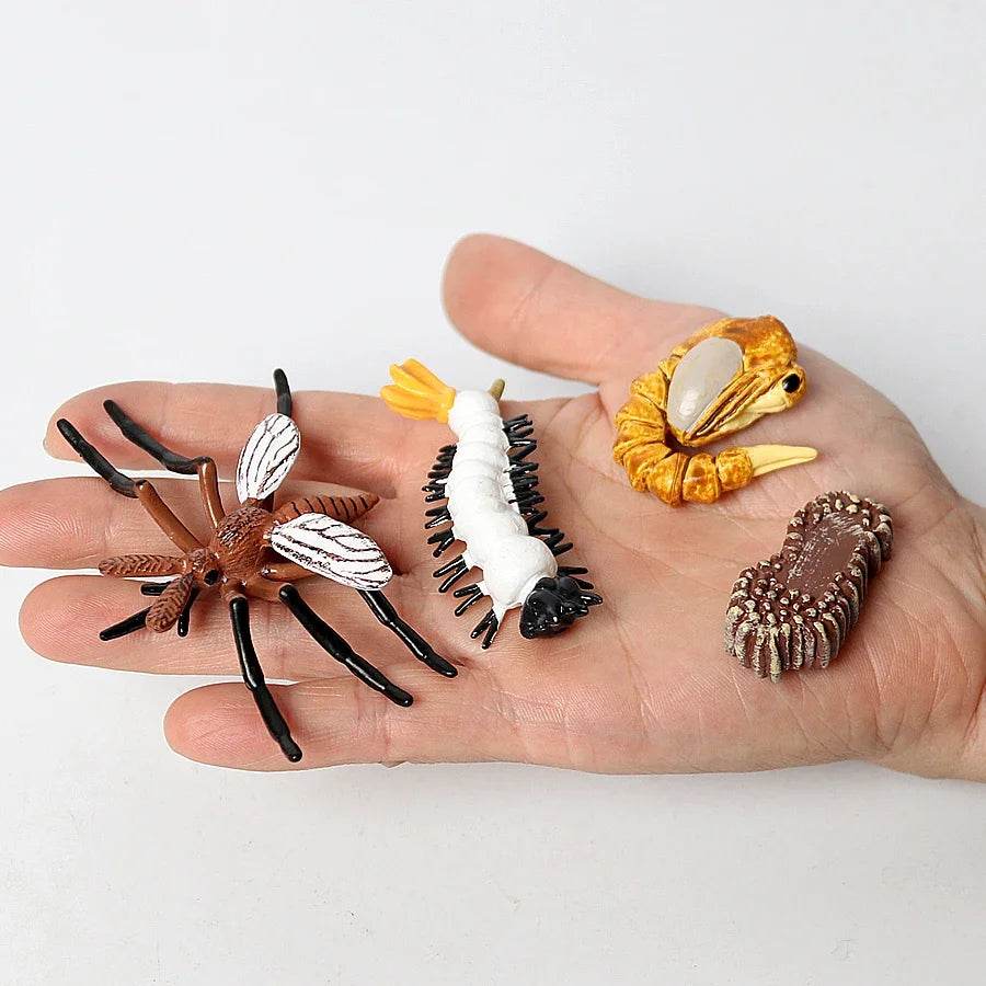 Educational STEM Toy Animal Life Cycle 4 Stage Kit For Kids - ToylandEU