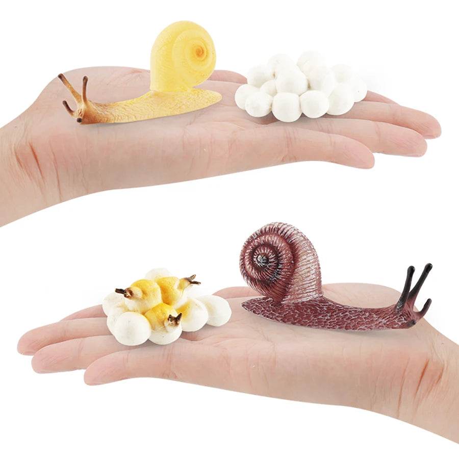 Educational STEM Toy Animal Life Cycle 4 Stage Kit For Kids - ToylandEU