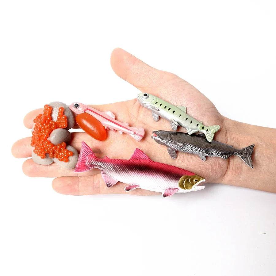 Educational STEM Toy Animal Life Cycle 4 Stage Kit For Kids - ToylandEU