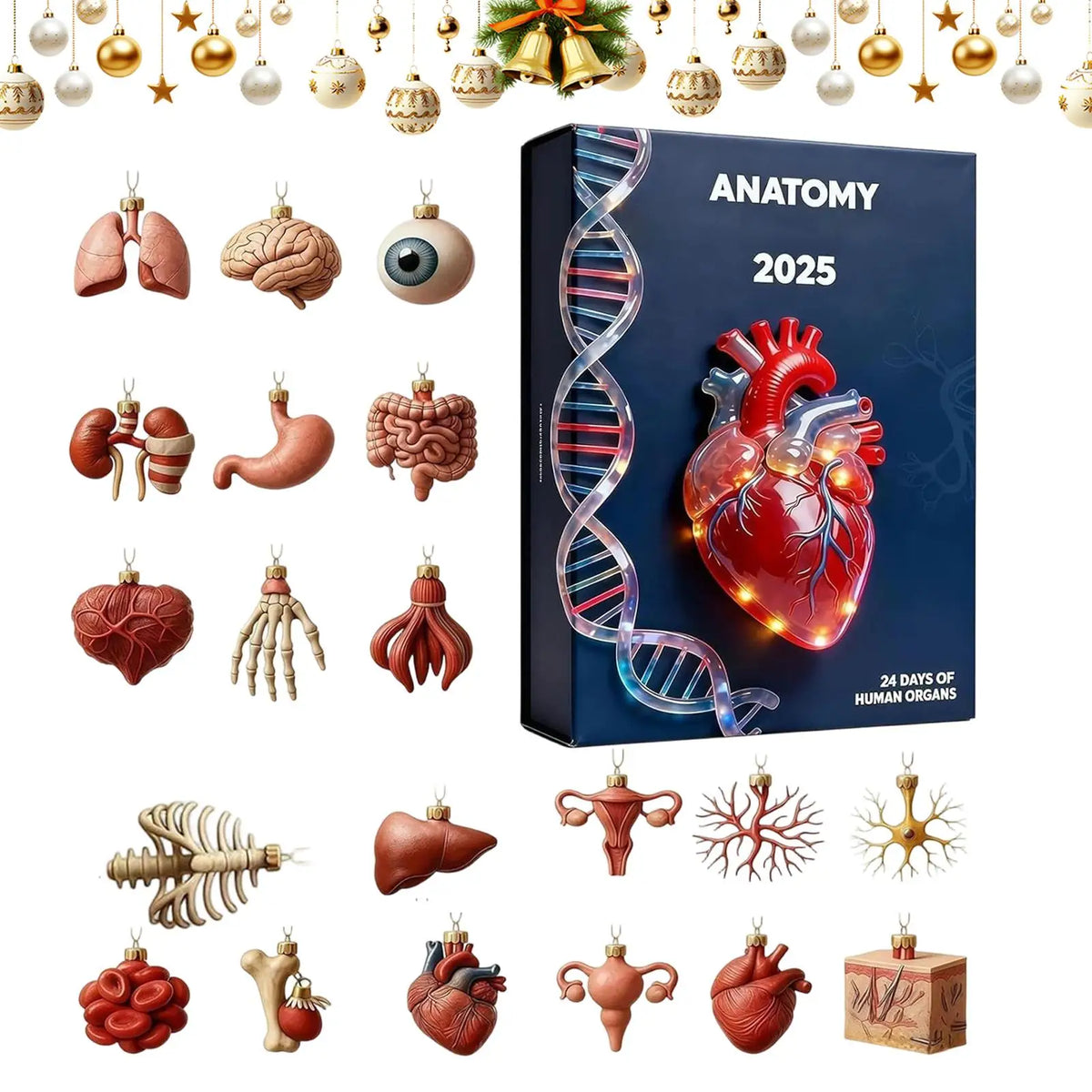 Advent Calendar | 24 Day Anatomy Organ Ornaments | 2D Acrylic Pendants | For Doctors Nurses And Students