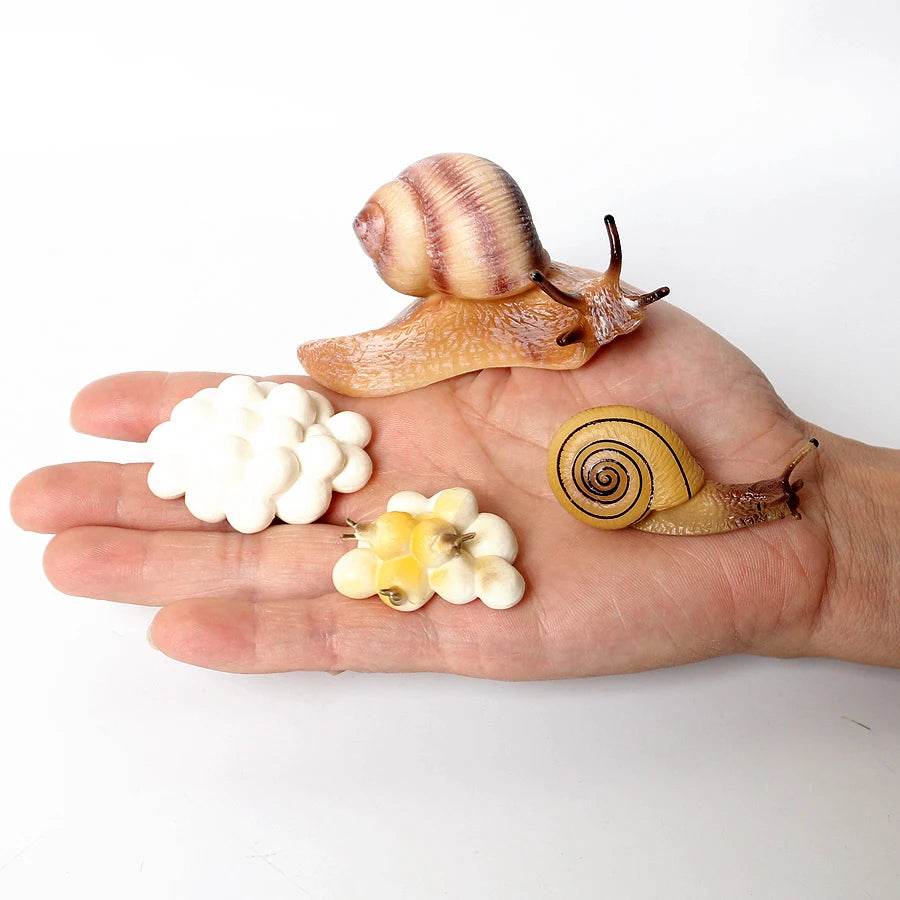 Educational STEM Toy Animal Life Cycle 4 Stage Kit For Kids - ToylandEU