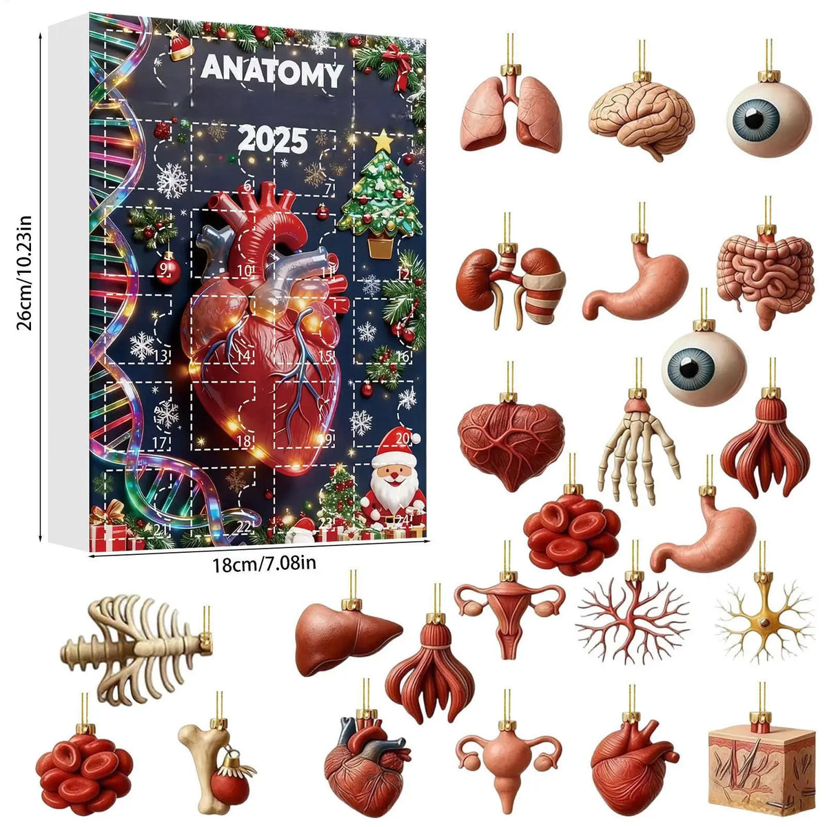 Advent Calendar | 24 Day Human Organ Figurines | 2D Anatomy Countdown | Gift For Medical Students