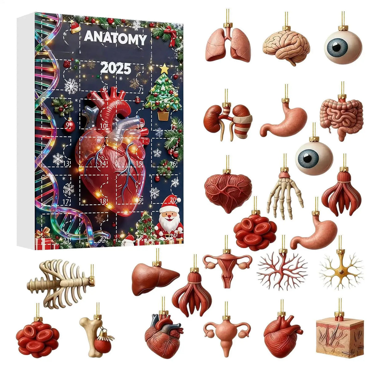 Advent Calendar | 24 Day Human Organ Figurines | 2D Anatomy Countdown | Gift For Medical Students